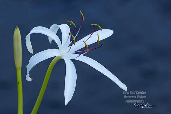 R5  2022-07-04-3504-Edit