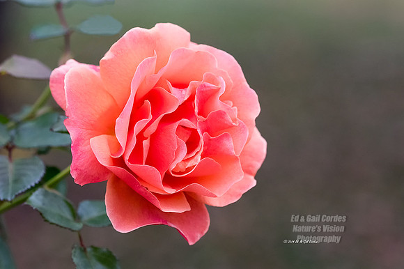 7D2 2014-11-19-2-97