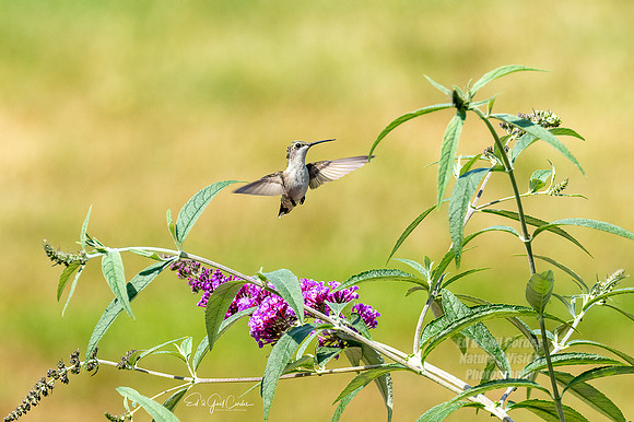 R7 2022-08-10-0359-Edit