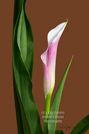 R5 2025-05-30-5257-Edit