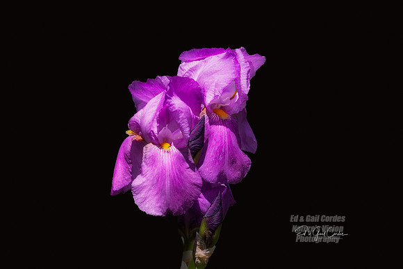 R5 2025-05-30-5268-Edit