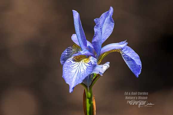 R5 2025-05-30-5267-Edit