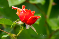 R5 2025-06-06-5302-Edit