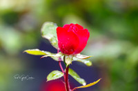 R5 2025-06-06-5304-Edit
