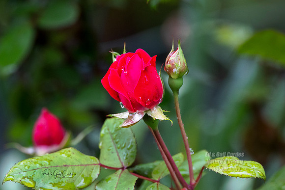 R5 2025-06-06-5313-Edit