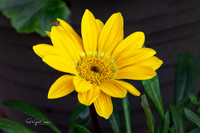 R5 2025-07-09-5410-Edit