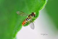 R5 2025-07-09-5412-Edit