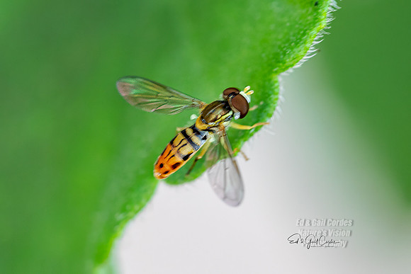 R5 2025-07-09-5412-Edit