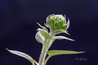 R5 2025-08-03-5439-Edit