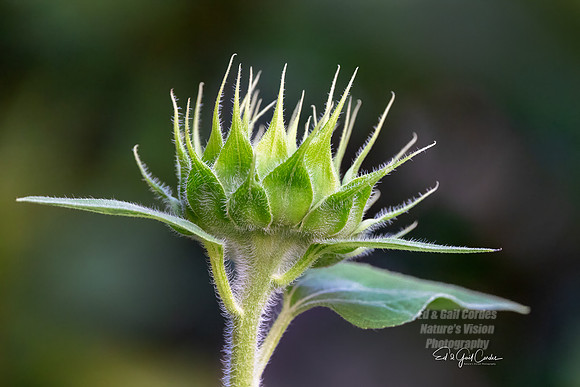 R5 2025-08-03-5451-Edit