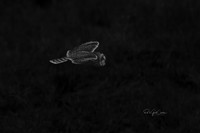 R5 2025-12-22-5849-B&W 2