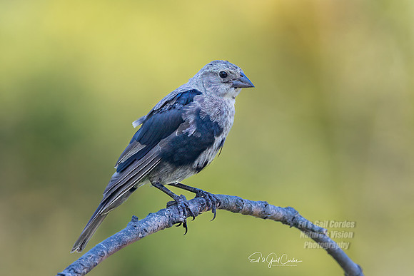 R5M2 2025-09-13-0060-Edit