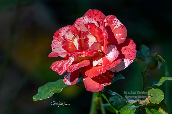 R5M2 2025-10-05-0331-Edit
