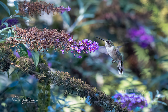 R5M2 2025-10-05-0155-Edit