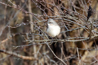 Songbirds