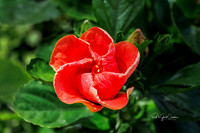 R7 2025-08-03-8914-Edit