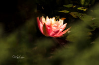 R7 2025-08-03-8917-Edit