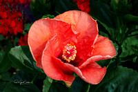 R7 2025-08-03-8951-Edit