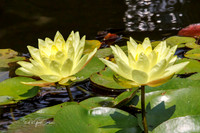 Water Lilies