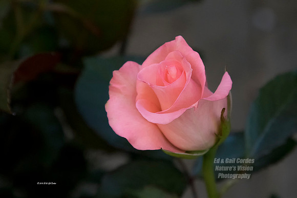 7D2 2015-05-12-3353-2