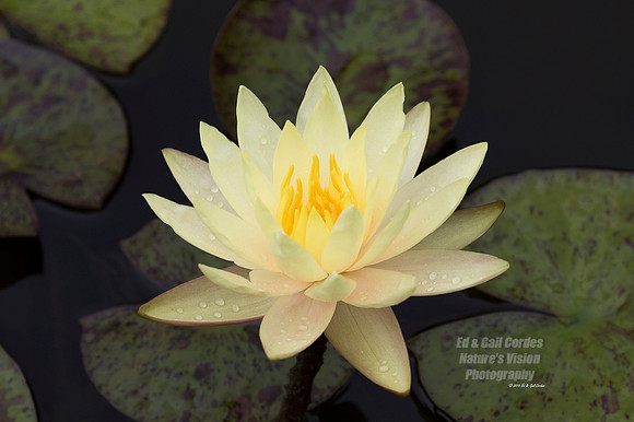 7D2 2015-07-24-6094