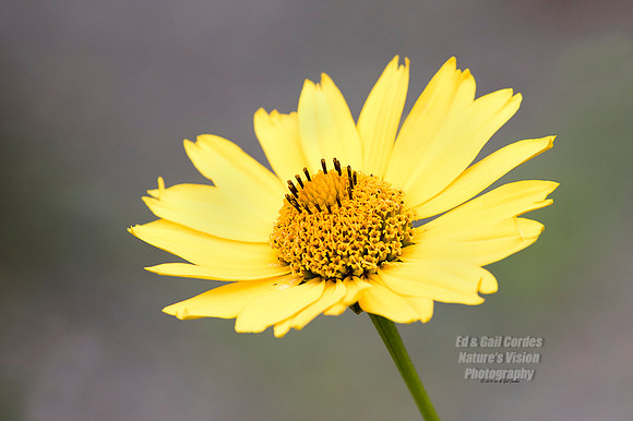 7D2 2015-07-24-6095