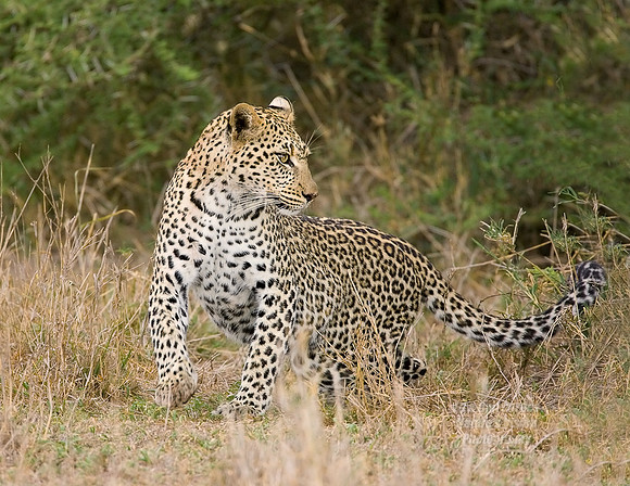 Leopard With Paw Up