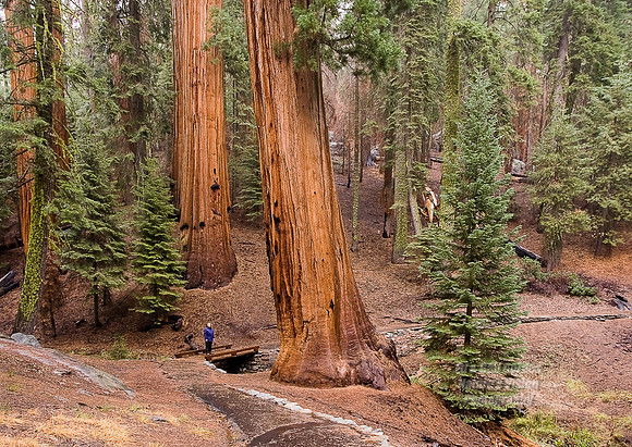 Yosemite Sequoia 2008-8150