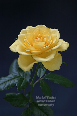 Yellow Rose Vertical 1