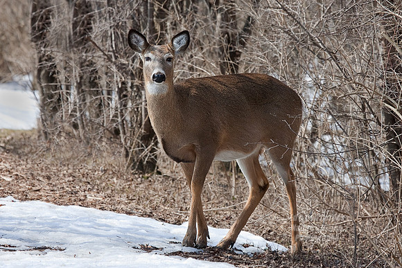March 2005-0060