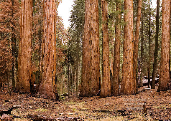 Yosemite Sequoia 2008-8154