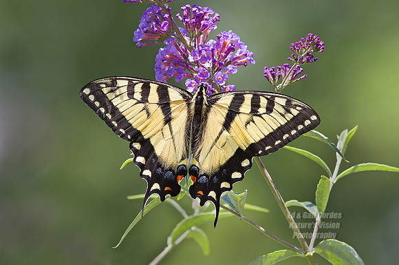 7D 2010-07-11-5910
