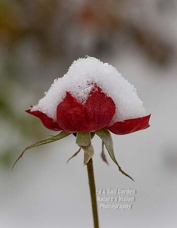 Rose In Snow