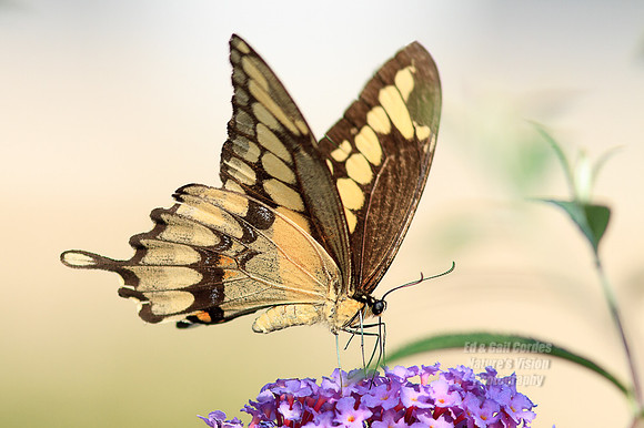 7D 2012-08-19-5342