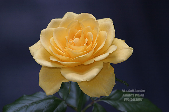 Yellow Rose 1
