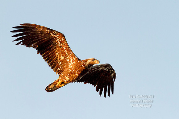 7D 2014-06-11-5967