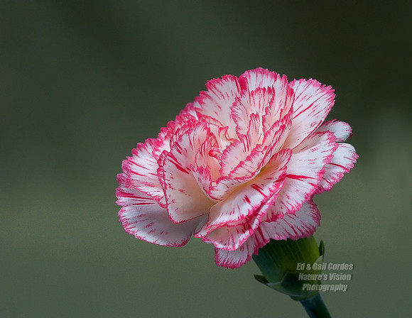 CRW_8629A