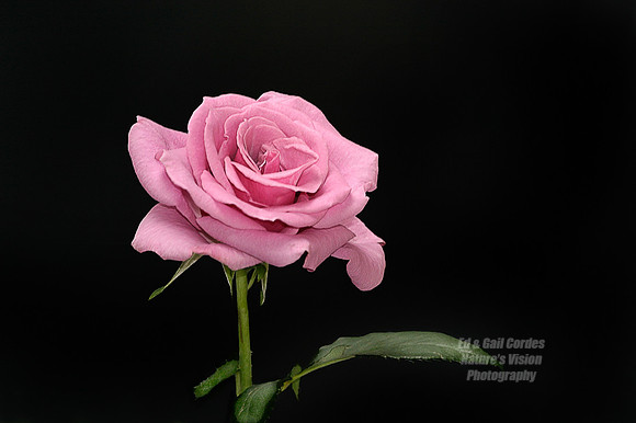 Pink Rose
