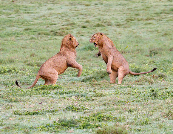 7D 2010-03-02-2166