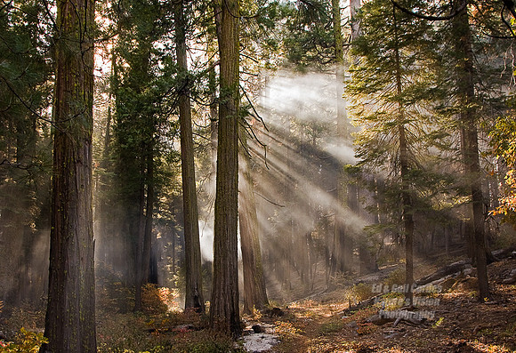 Yosemite Sequoia 2008-3712
