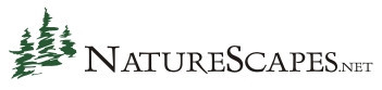 nsn_logo_350Thumb
