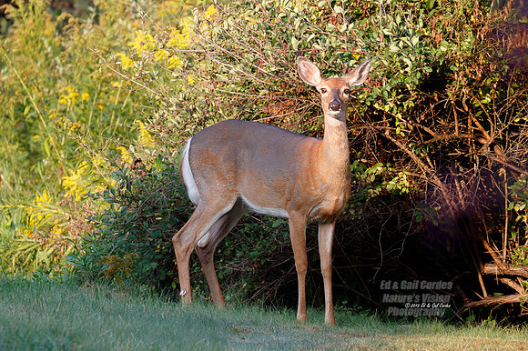 7D2 2015-09-09-6920