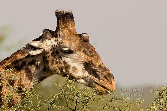 _X3O7081