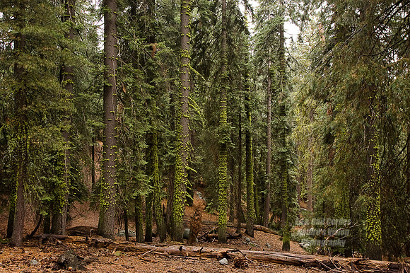 Yosemite Sequoia 2008-8144