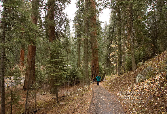Yosemite Sequoia 2008-8094