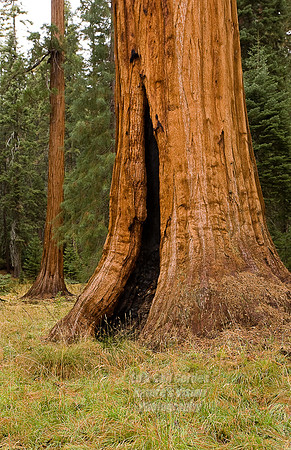 Yosemite Sequoia 2008-8116