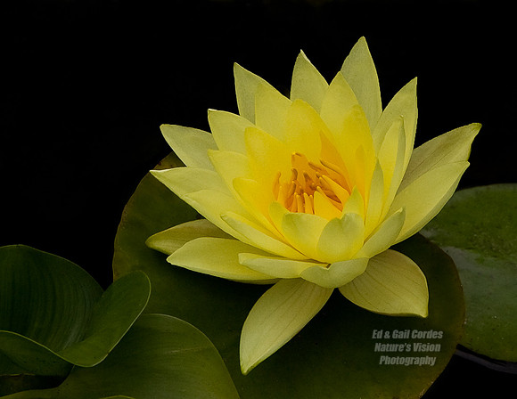 Delicate Yellow_X3O3010