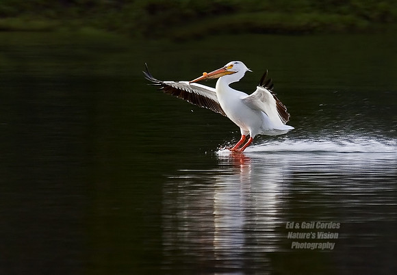 Pelican White Landing Dark Shore2