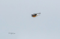 7D2E 2022-01-12-9858-Edit