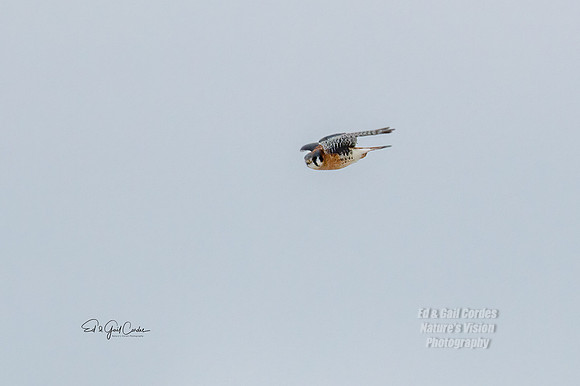 7D2E 2022-01-12-9858-Edit
